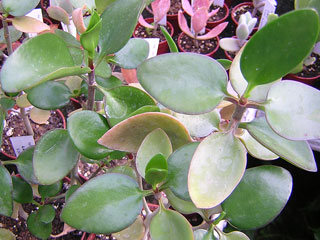 Kalanchoe bracteata  var. glabra   - Pot  6 cm