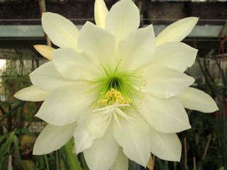 Epicactus 'Polar Bear' (blanc)   - Pot  8 cm