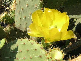 Opuntia littoralis   - Bouture