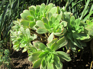 Aeonium lancerottense   - Pot 10 cm