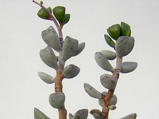 Adromischus triflorus 'Procurvus'   - Pot  5 cm