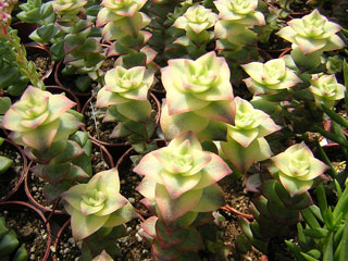 Crassula perforata 'Variegata'   - Pot  6 cm