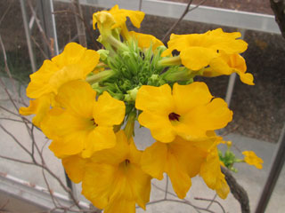 Uncarina peltata   - Pot  8 cm