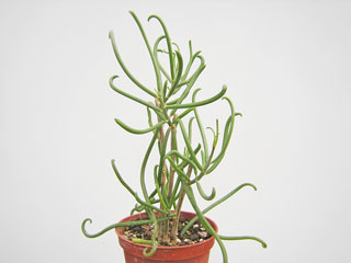 Senecio antandroi   - Pot  8 cm