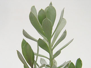 Senecio decaryi   - Pot  8 cm