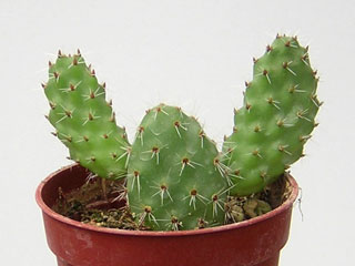 Tunilla corrugata (Opuntia corrugata)   - Pot  5 cm