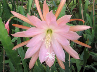 Epicactus 'Maryla Cornu' (rose saumoné et blanc)   - Pot  8 cm