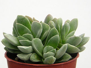 Crassula 'Coralita'   - Pot  5 cm