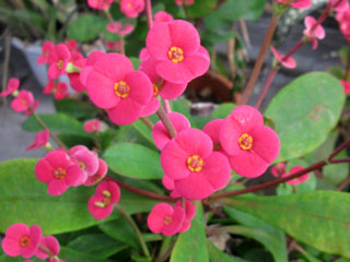 Euphorbia x lomi 'Gabriela'   - Pot  6 cm