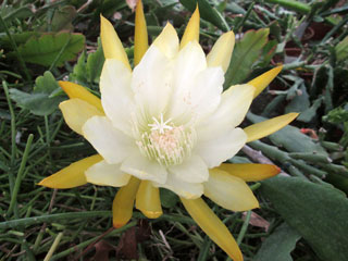 Epicactus 'French Gold' (jaune et blanc)   - Pot  8 cm