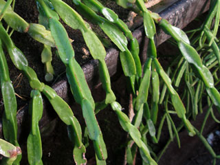 Rhipsalis paradoxa     - Pot  8 cm