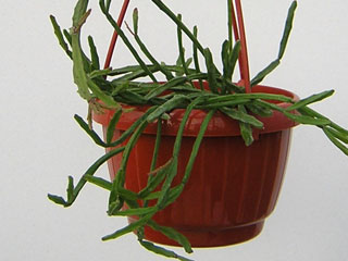 Rhipsalis ewaldiana   - Pot 10 cm