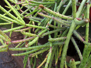 Rhipsalis grandiflora     - Pot  8 cm