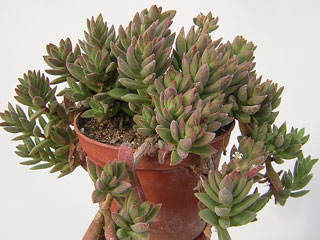 Crassula ausensis (C. littlewoodii)   - Pot  5 cm