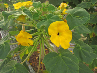 Uncarina grandidieri   - Pot  8 cm