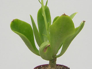 Tylecodon paniculatus (Cotyledon paniculata)   - Pot 10 cm