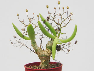 Tylecodon reticulatus   - Pot  6 cm