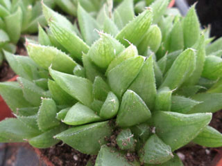 Haworthia cymbiformis fma. agavoides   - Pot  5 cm