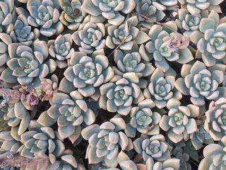 Graptoveria 'Acaulis' ('Pik-Ruz')   - Pot  6 cm