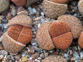 Lithops fulviceps  C266   - Pot  5 cm