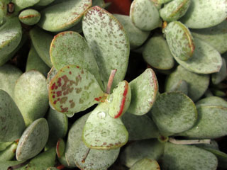 Adromischus inamoenus ? (ex Adr. alstonii)   - Pot  5 cm