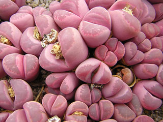 Lithops optica var. rubra C 81A   - Pot  5 cm