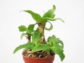 Scilla socialis (Ledebouria socialis)   - Pot  6 cm