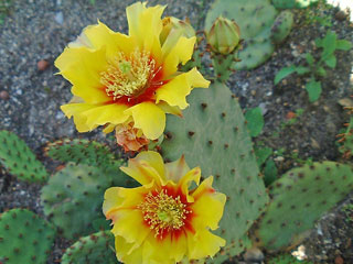 Opuntia humifusa (fleur jaune et rouge)   - Pot  8 cm