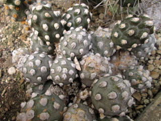 Tephrocactus molinensis   - Pot  5 cm