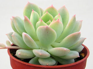 Echeveria prolifica   - Pot  5 cm