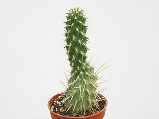 Cylindropuntia bigelovii     - Pot  6 cm