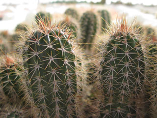 Armatocereus matucanensis     - Pot 10 cm