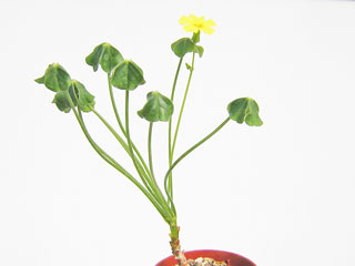 Oxalis megalorrhiza (