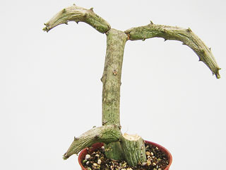 Ceropegia cimiciodora     - Pot  6 cm