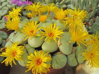 Conophytum flavum   - Pot  5 cm