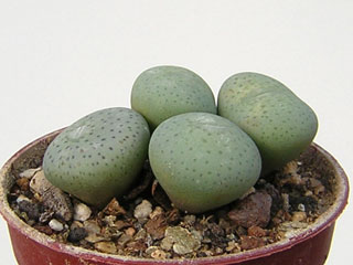 Conophytum wettsteinii ssp. ruschii   - Pot  5 cm