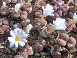 Conophytum pellucidum   - Pot  5 cm