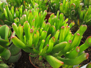 Crassula ovata 'Lady Fingers'   - Pot 10 cm