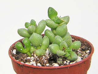 Crassula elegans (globosa)   - Pot  5 cm