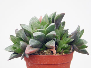 Haworthia mutica   - Pot  5 cm