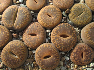 Lithops aucampiae   - Pot  5 cm