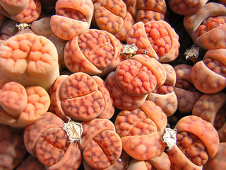 Lithops karasmontana  var. tischeri C182   - Pot  5 cm