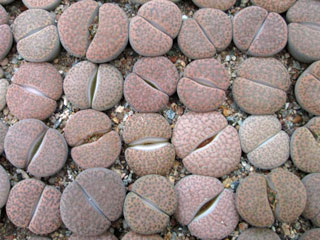 Lithops fulviceps var. lactinea C222   - Pot  5 cm