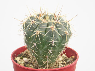 Gymnocalycium schatzlianum     - Pot  6 cm