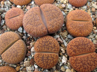 Lithops aucampiae  var. koelemanii C16   - Pot  5 cm