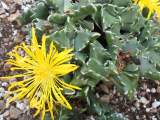 Faucaria felina 'Cradockensis'   - Pot 10 cm