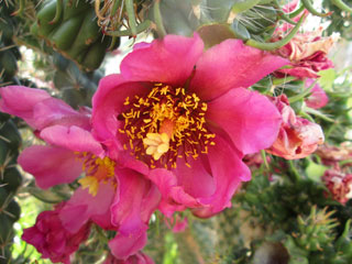 Cylindropuntia spinosior   - Pot 10 cm