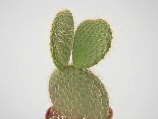 Opuntia galapageia var. echios   - Bouture