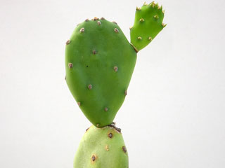 Opuntia 'Bernichiana'   - Pot  6 cm