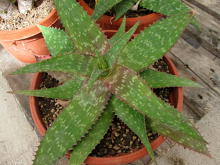 Aloe grandidentata   - Coupe 25 cm Ø 35 cm